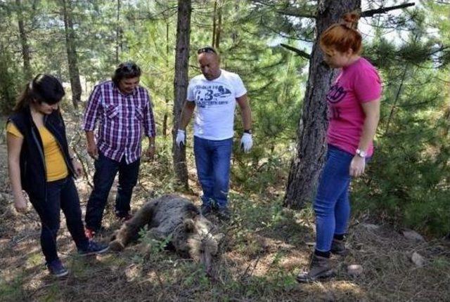 Domuz Kapanına Düşen Ayıyı Kurtarma Operasyonu