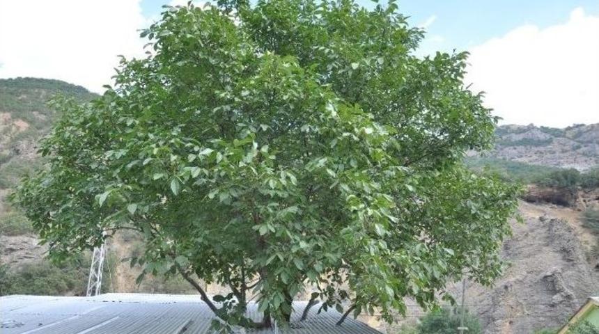 Asırlık Ağacı Kesmemek İ&ccedil;in Evi Ağacın Etrafına Yaptırdı