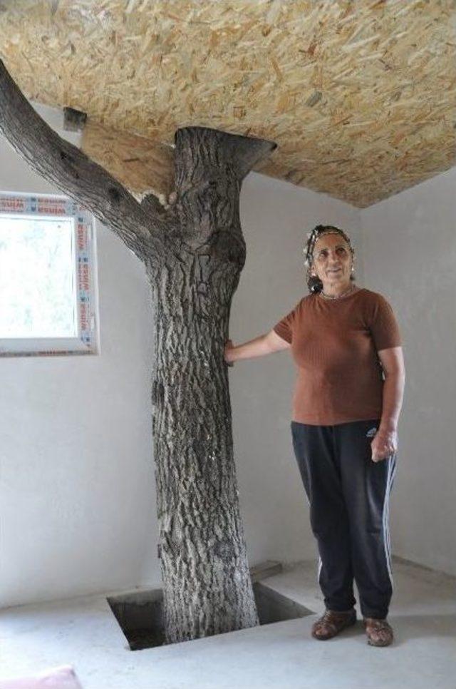 Asırlık Ağacı Kesmemek İçin Evi Ağacın Etrafına Yaptırdı