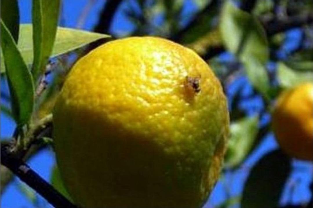 Turun&ccedil;gilde Akdeniz Meyve Sineği M&uuml;cadelesi Başladı