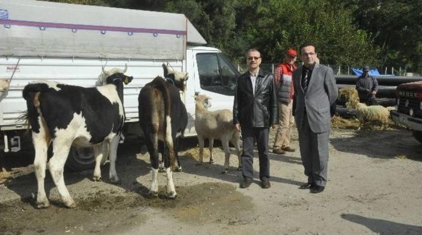 Kurbanlık Hayvan Alırken Dikkat Edilecek Hususlar