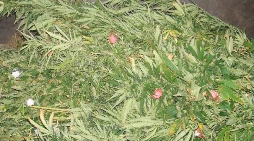 Terasta Yetiştirilen Uyuşturucu Operasyonla Ele Ge&ccedil;irildi