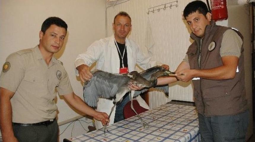 (&ouml;zel Haber) Tedavisi Yapılan Balık&ccedil;ı Kuşu Tekrar Doğaya Bırakıldı