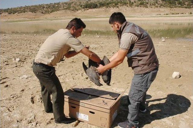 (özel Haber) Tedavisi Yapılan Balıkçı Kuşu Tekrar Doğaya Bırakıldı