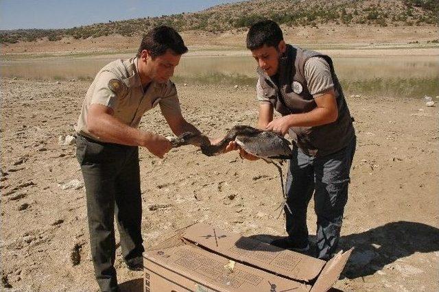 (özel Haber) Tedavisi Yapılan Balıkçı Kuşu Tekrar Doğaya Bırakıldı