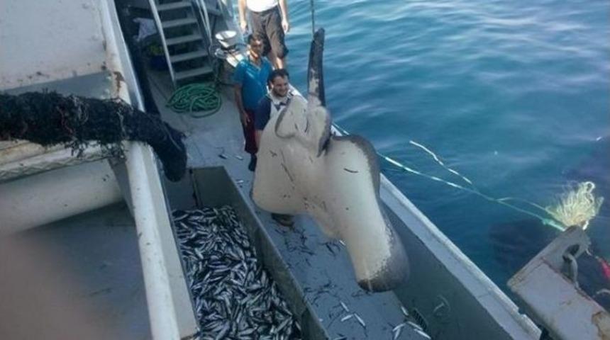 Balık&ccedil;ıların Ağına 382 Kilo Dev Vatoz Takıldı