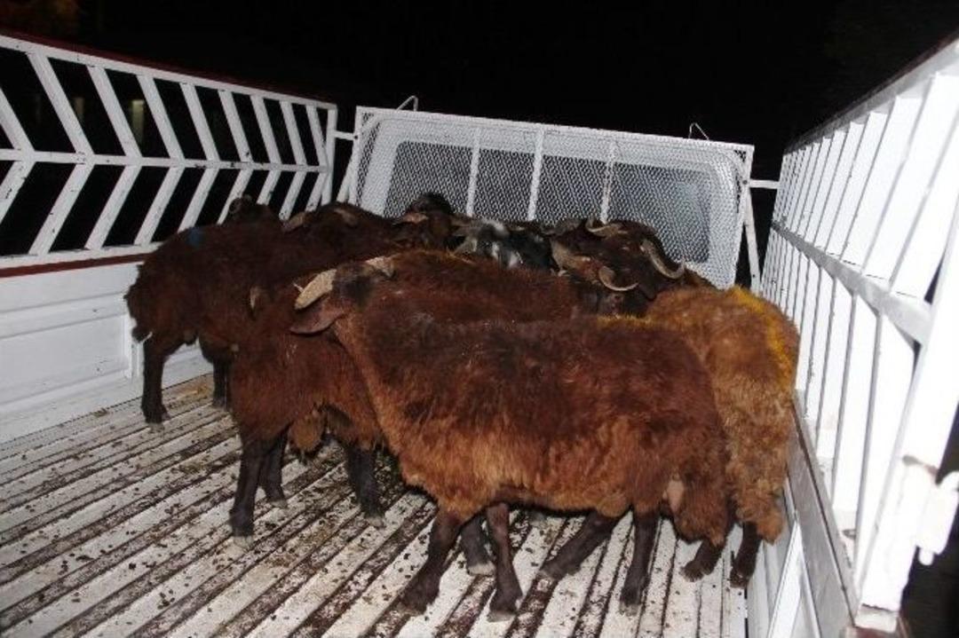 Kurban Hırsızlığına Ge&ccedil;iş Yok