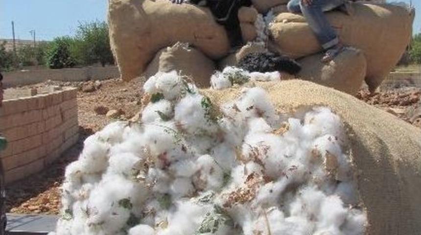 Araban Ovası&rsquo;nda Pamuk Hasadı Başladı