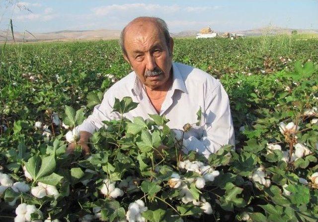 Araban Ovası’nda Pamuk Hasadı Başladı