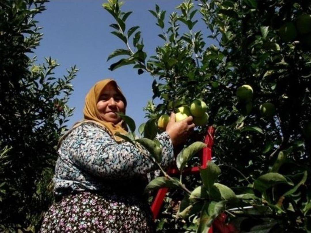 Geyve&rsquo;de Elma Hasadı Başladı