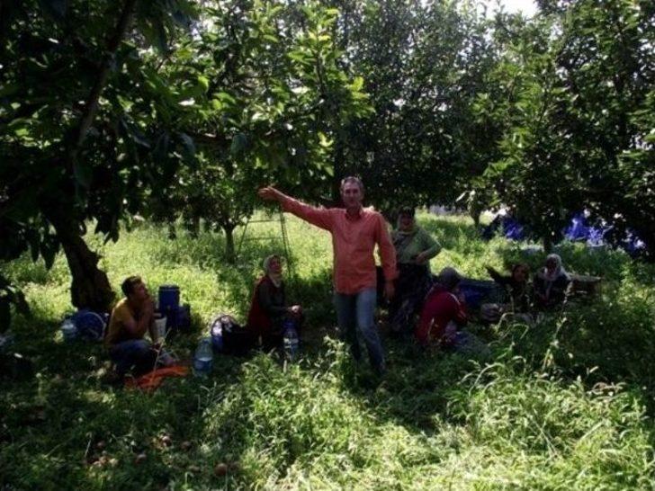 Geyve’de Elma Hasadı Başladı G1