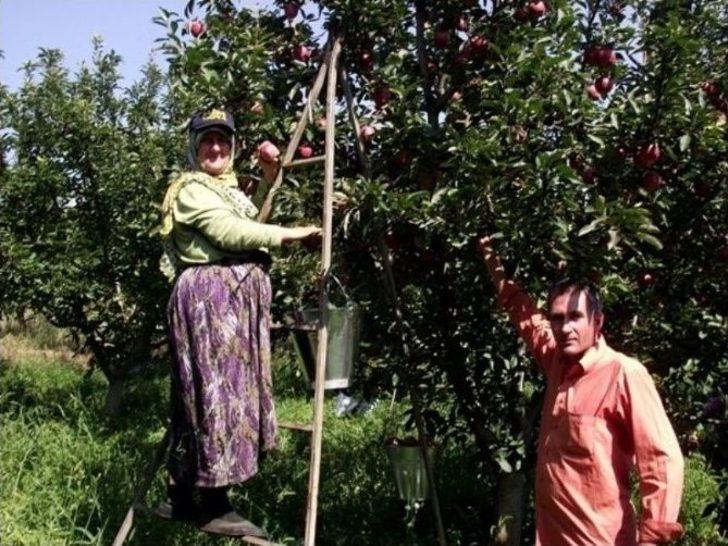 Geyve’de Elma Hasadı Başladı G2
