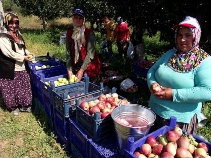 Geyve’de Elma Hasadı Başladı G3