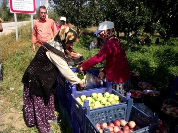 Geyve’de Elma Hasadı Başladı G4