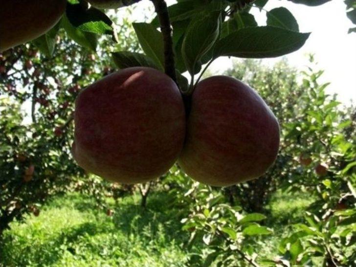 Geyve’de Elma Hasadı Başladı G5