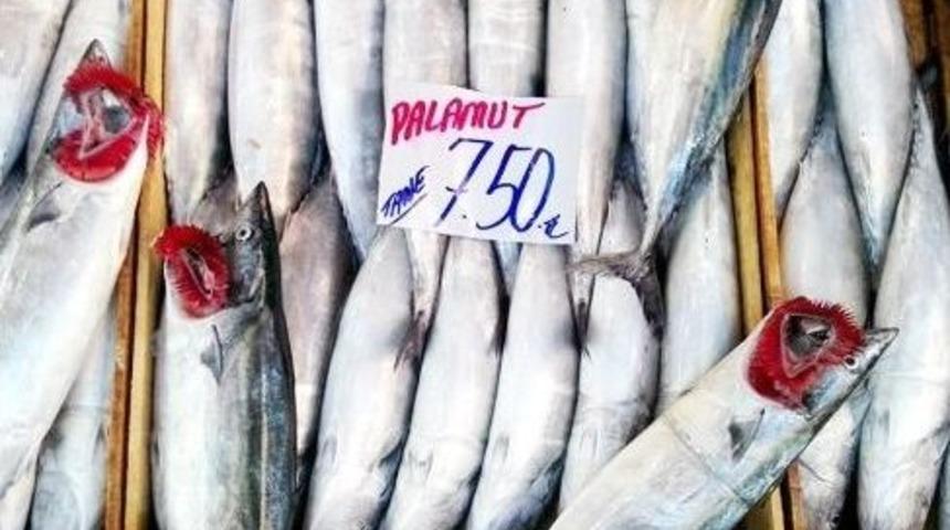 Marmara&rsquo;da Balık Az, Fiyatlar Y&uuml;ksek