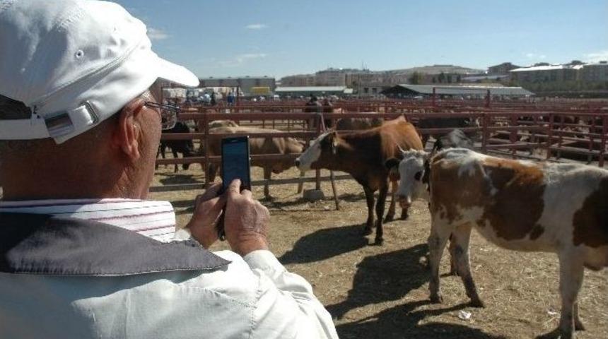 Sattığı Kurbanlıkların Fotoğrafını &Ccedil;ekiyor