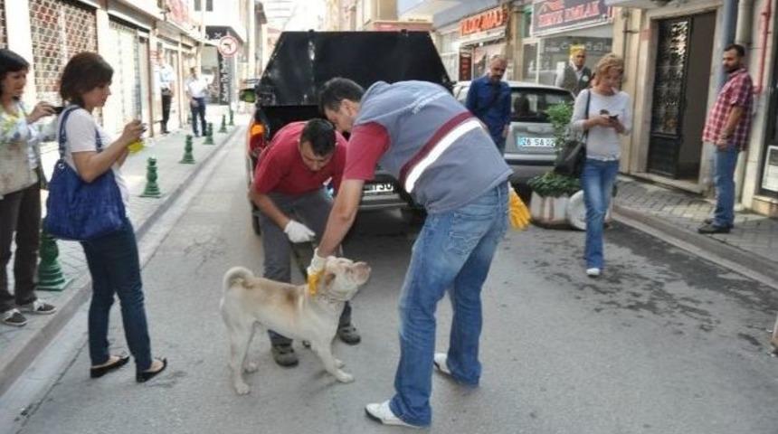 (özel Haber) Eskişehir’de Dövülen Köpek Koruma Altına Alındı