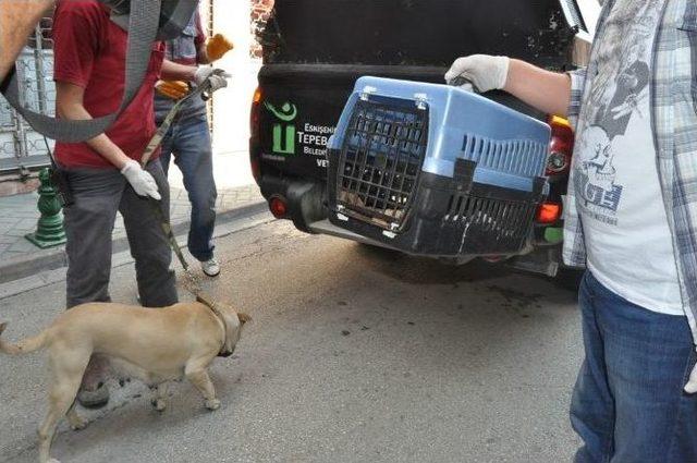 (özel Haber) Eskişehir’de Dövülen Köpek Koruma Altına Alındı