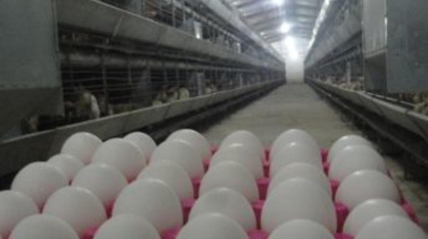 Yumurta &Uuml;retimi Azaldı