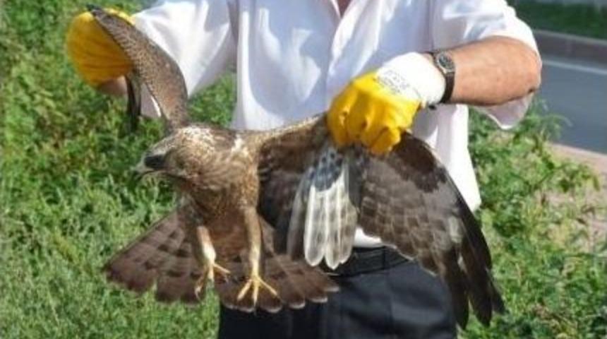 Kedilerin Elinden Yaralı Şahini Kurtardı