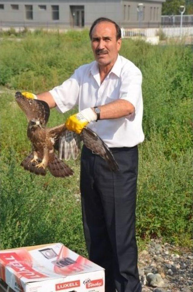 Kedilerin Elinden Yaralı Şahini Kurtardı