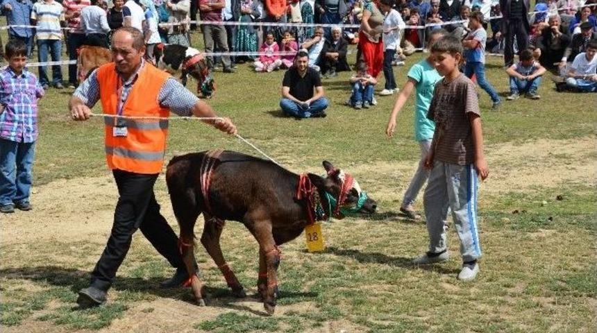 14. &Ccedil;ambaşı Yayla Şenliği Renkli Başladı