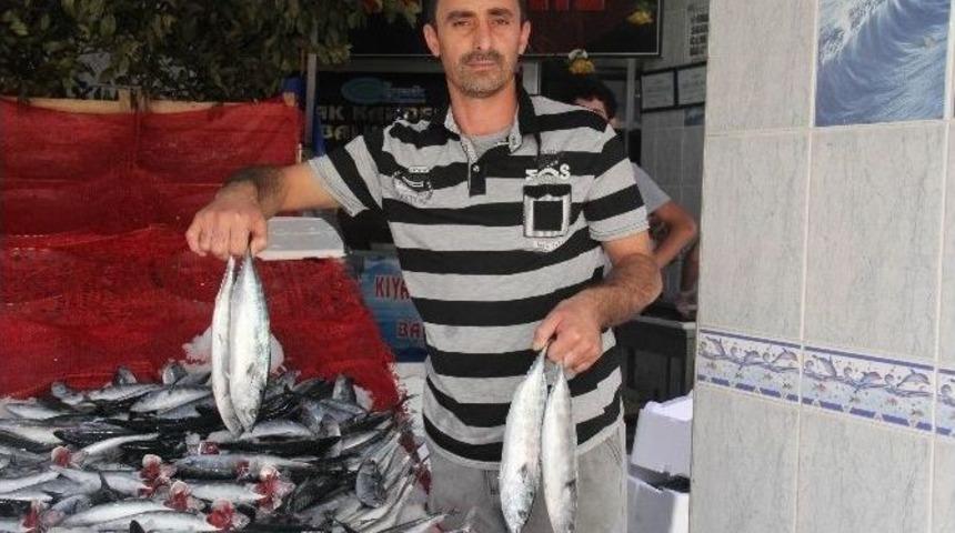Karadeniz&rsquo;de Balık Bereketi