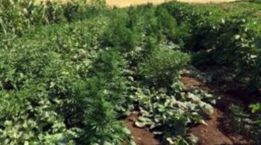 Jandarmadan Esrar Operasyonu