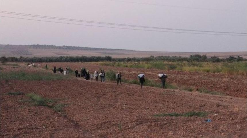 Suriyeliler, Mayınlara Aldırış Etmeden T&uuml;rkiye&rsquo;ye Geliyor