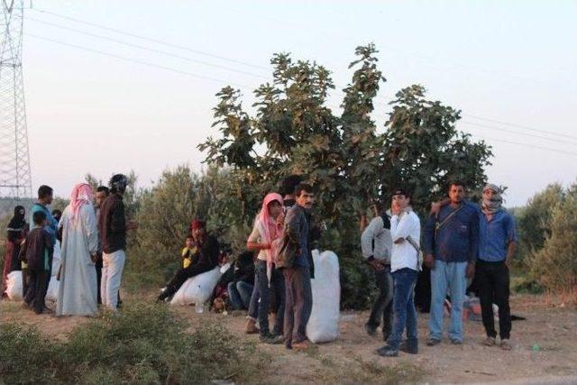 Suriyeliler, Mayınlara Aldırış Etmeden Türkiye’ye Geliyor