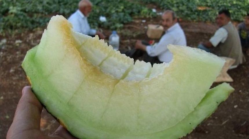 Araban Ovası&rsquo;nda 2014 Yılı İkinci &Uuml;r&uuml;n Kavun Hasadı Başladı