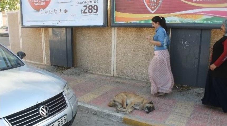 Sokak K&ouml;pekleri Vatandaşları Korkutuyor