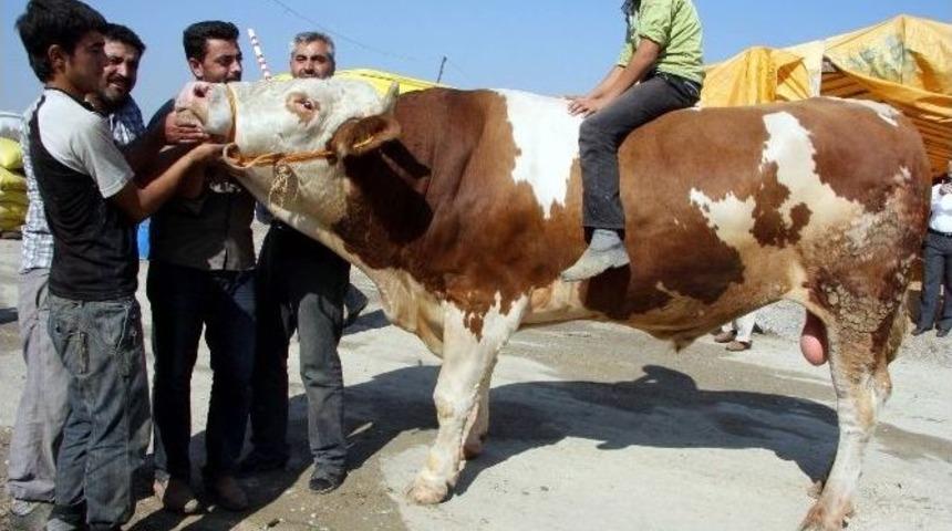 (&ouml;zel Haber) Bu &Ccedil;adırda Ağırlığı 1 Tonun Altında Kurbanlık Yok