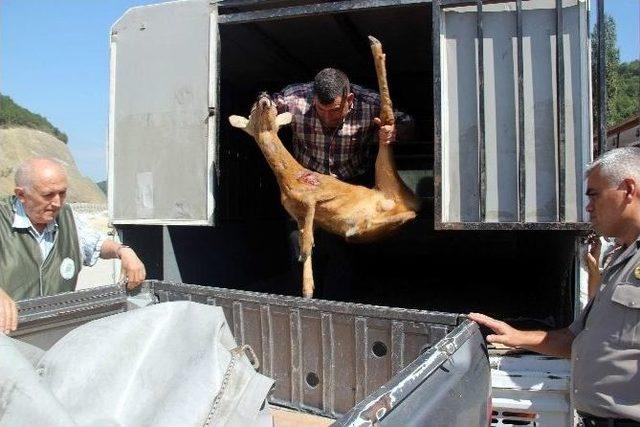 Yol Kenarında Yaralı Karaca Bulundu