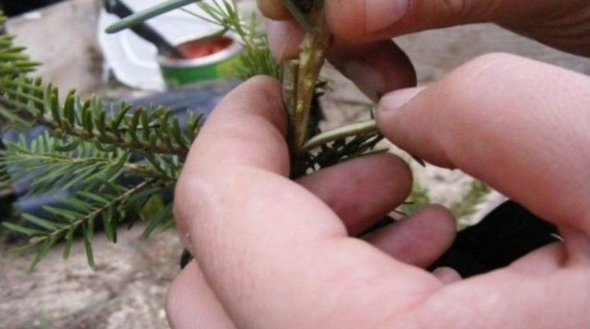 Sakarya Ormanları İ&ccedil;in 1 Milyon 53 Bin 263 Fidan &Uuml;retildi