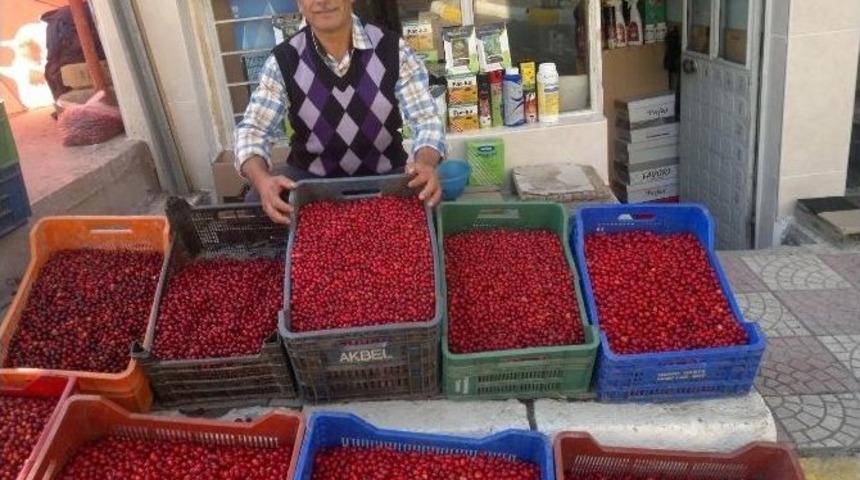 Kuraklık, Kızılcık Fiyatlarını Y&uuml;kseltti