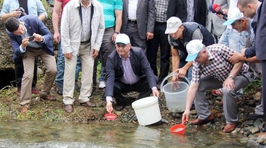 Kırmızı Benekli Alabalıklar Derelerle Buluştu
