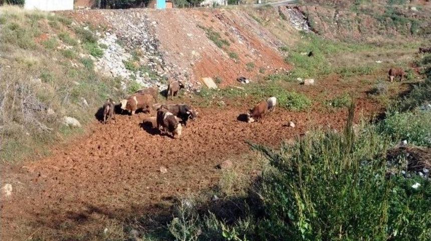 Tır Devrildi, Büyükbaş Hayvanlar Yola Saçıldı
