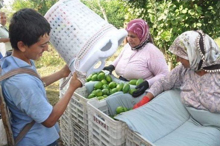 Çukurova’da Limon Altın Yılını Yaşıyor G1