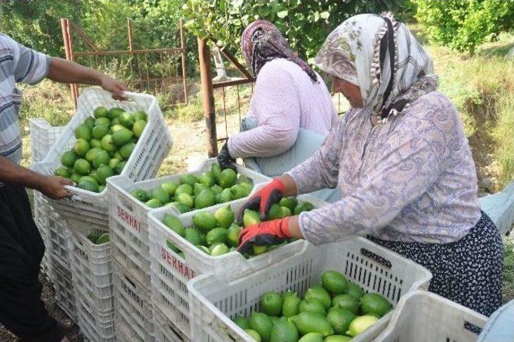 Çukurova’da Limon Altın Yılını Yaşıyor G2