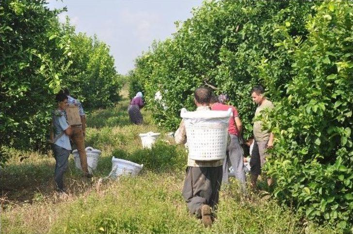 Çukurova’da Limon Altın Yılını Yaşıyor G3