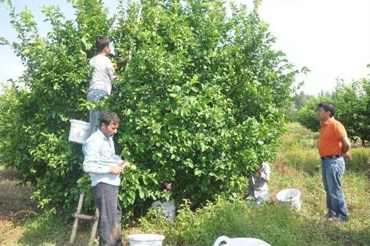 Çukurova’da Limon Altın Yılını Yaşıyor G4