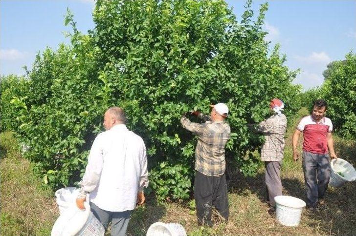 Çukurova’da Limon Altın Yılını Yaşıyor G5
