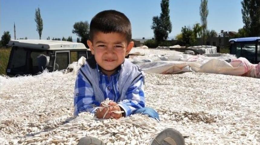 Ay&ccedil;i&ccedil;eğinin Verimi De Fiyatı Da D&uuml;şt&uuml;