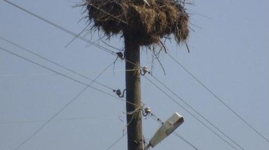 Mahallelinin Leylek Sevgisi