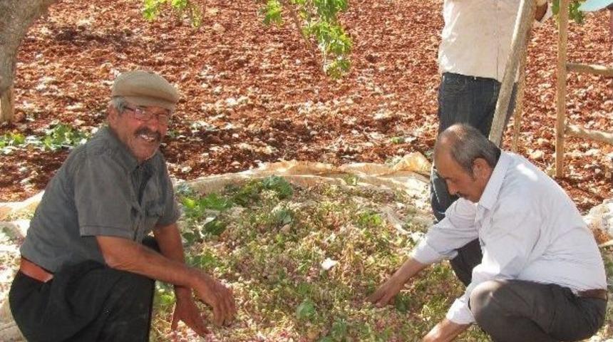 Antepfıstığı &Uuml;reticilerin Y&uuml;z&uuml;n&uuml; G&uuml;ld&uuml;rd&uuml;