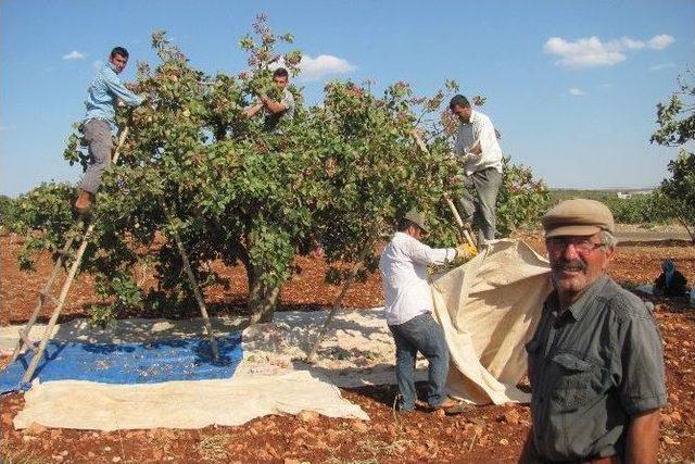 Antepfıstığı Üreticilerin Yüzünü Güldürdü