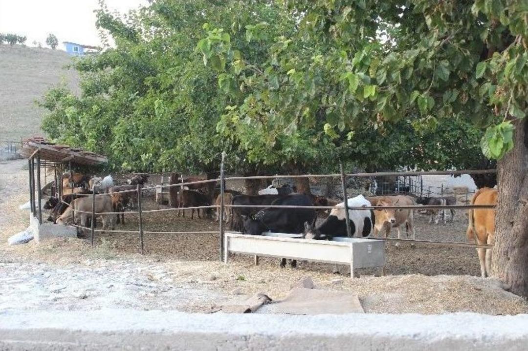 Osmaneli&rsquo;de Kurbanlıklar Besihanelerde G&ouml;r&uuml;c&uuml;ye &Ccedil;ıktı