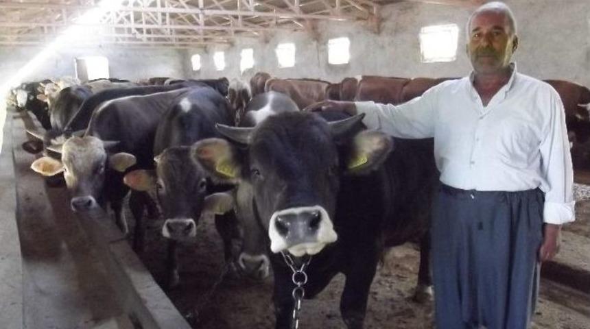 Kurbanlık Piyasası Canlanmaya Başladı